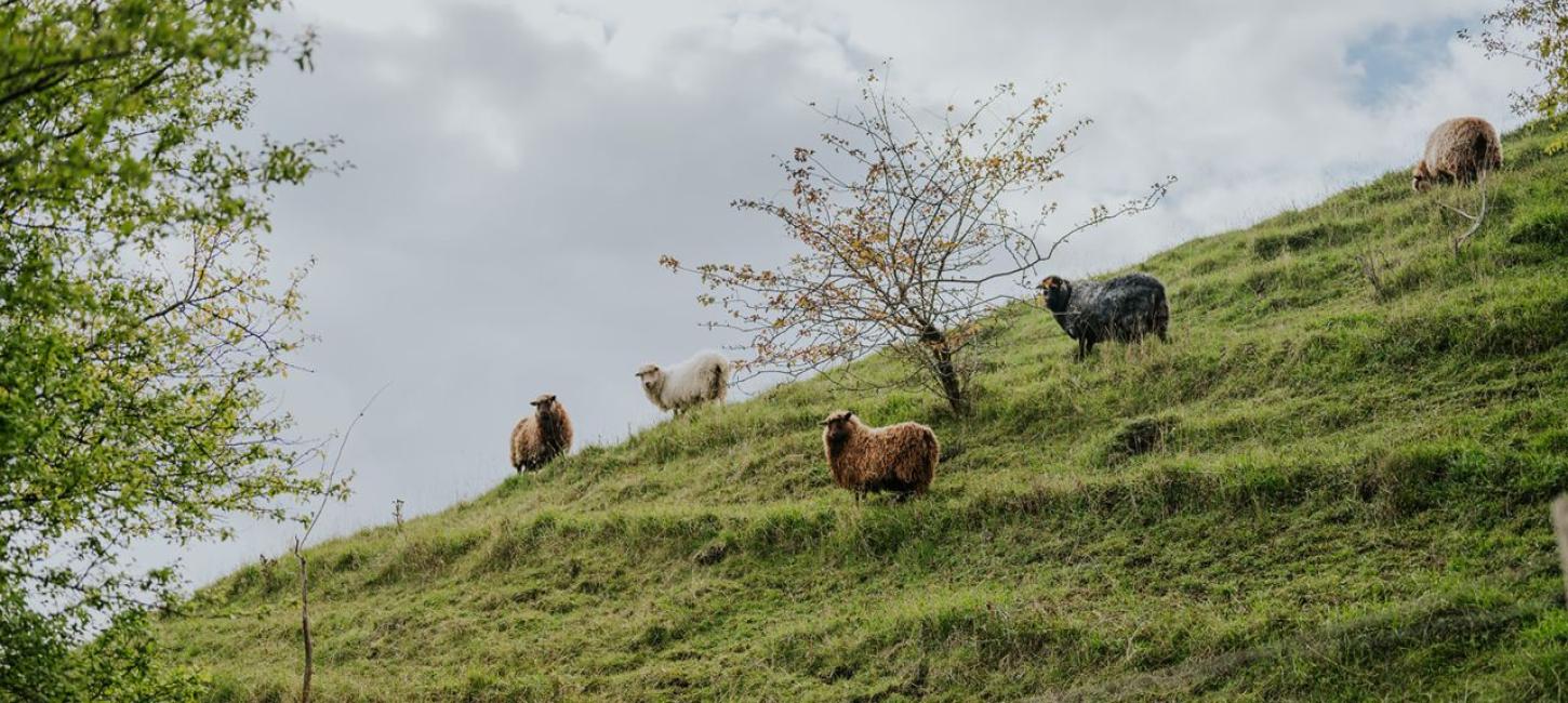 Søby Volde på Ærø