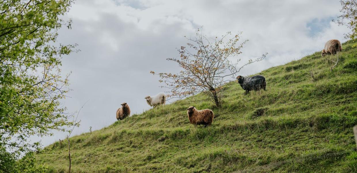 Søby Volde på Ærø